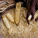 Norwegian aid to food security, nutrition and agriculture