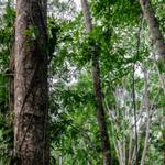 High carbon stocks in Africa's understudied tropical ecosystems