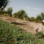 Examining poverty and food insecurity in the context of long-term social-ecological changes in Kabul, Afghanistan