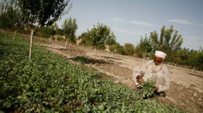 Examining poverty and food insecurity in the context of long-term social-ecological changes in Kabul, Afghanistan