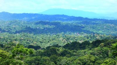 Natural Conservation Contracts: land control and resource access in Colombian forest zones