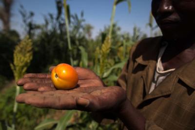 Understanding the Climate–Food–Conflict Nexus in Sudan